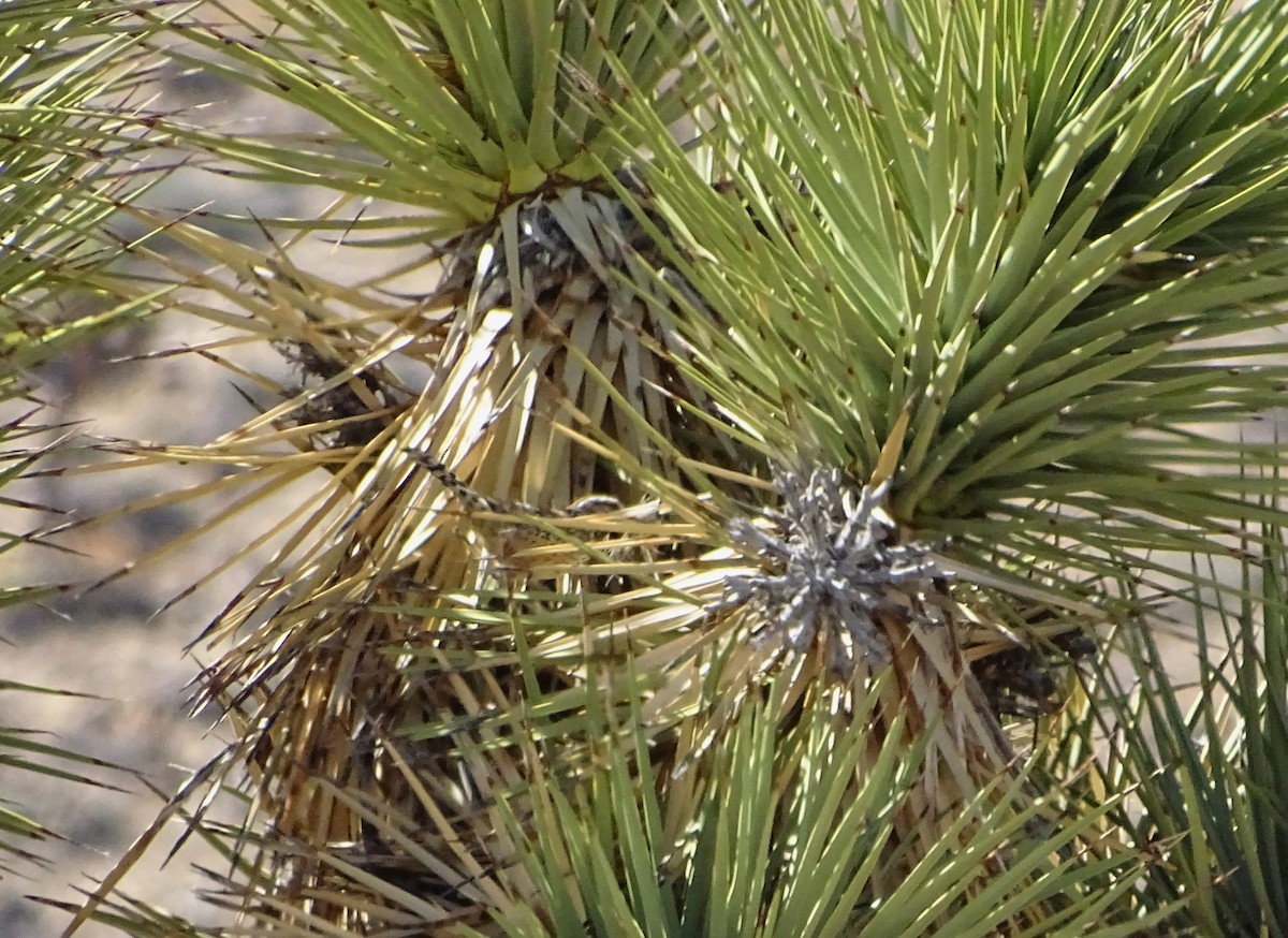 Troglodyte des cactus - ML616301540