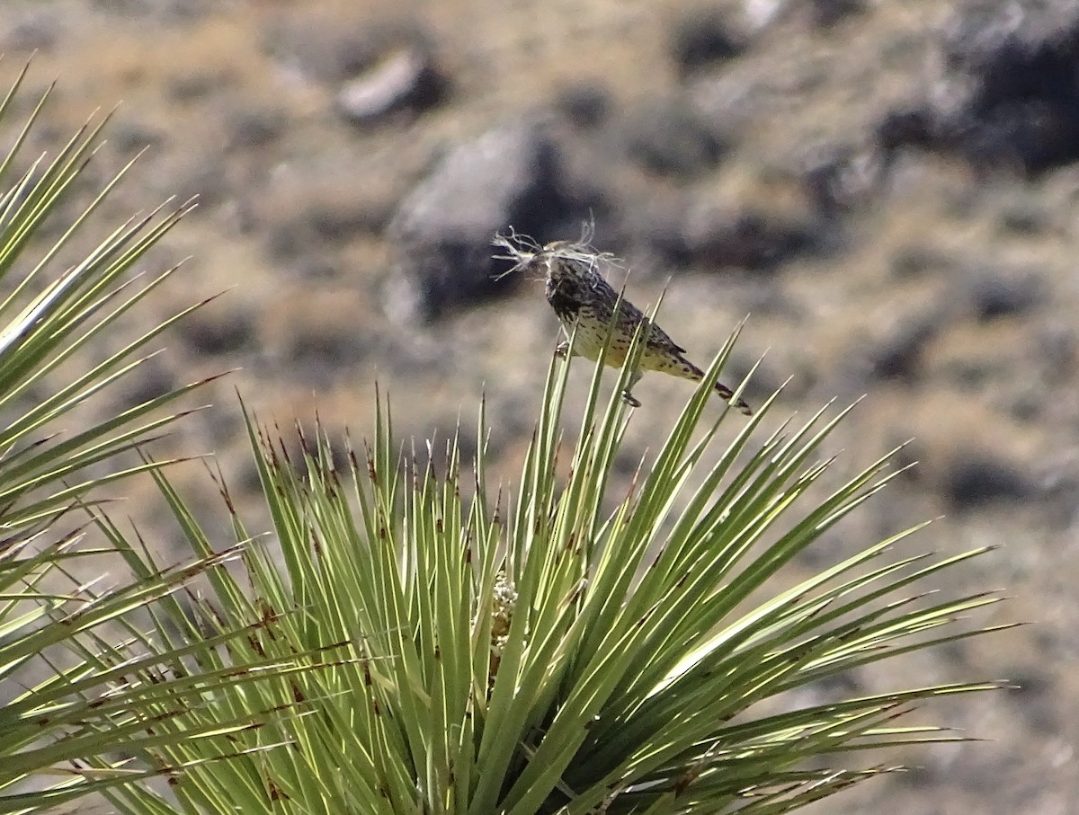 Cactus Wren - ML616301542