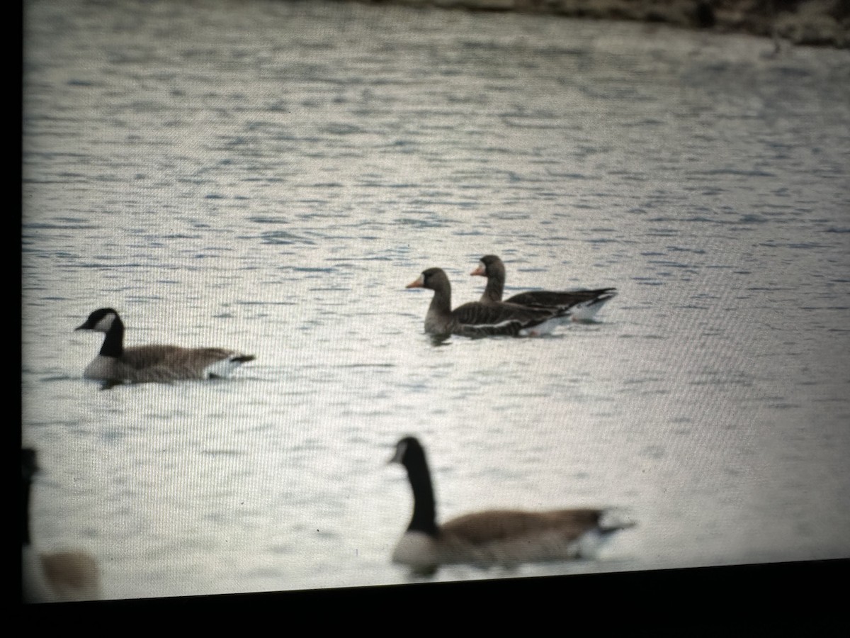 Greater White-fronted Goose - ML616301549