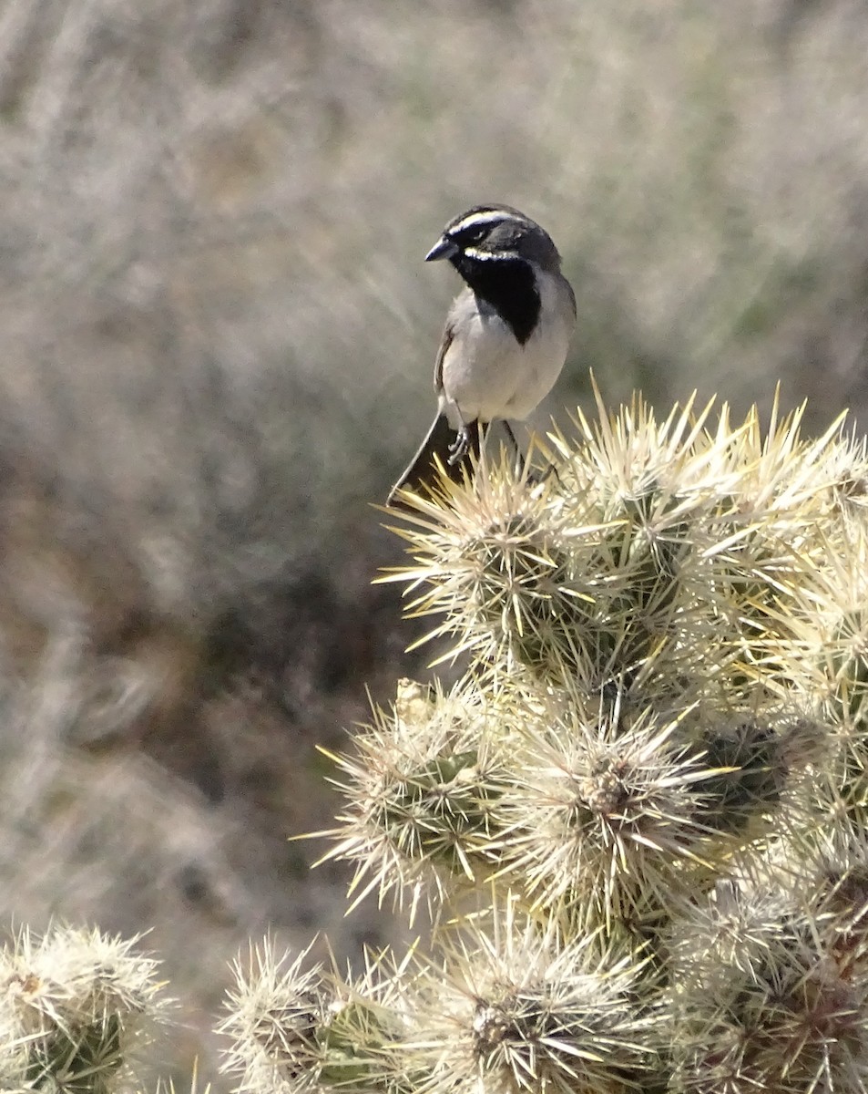 Black-throated Sparrow - Nancy Overholtz