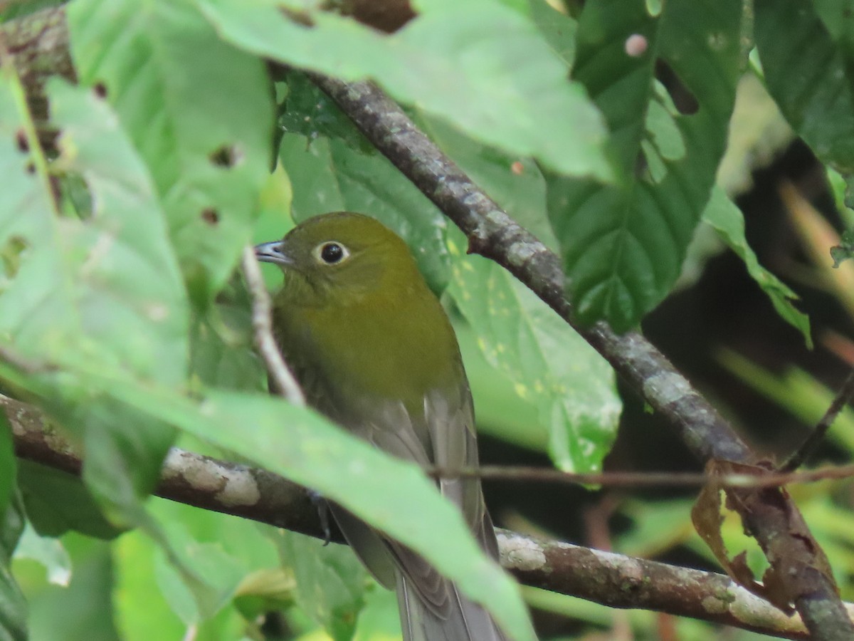 Cotinga à queue grise - ML616301557