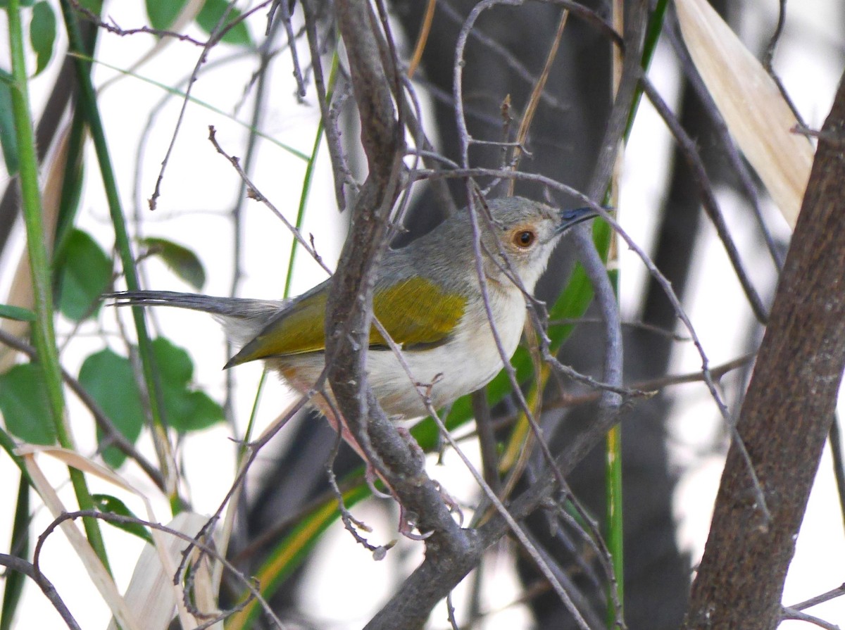 Green-backed Camaroptera - ML616301574