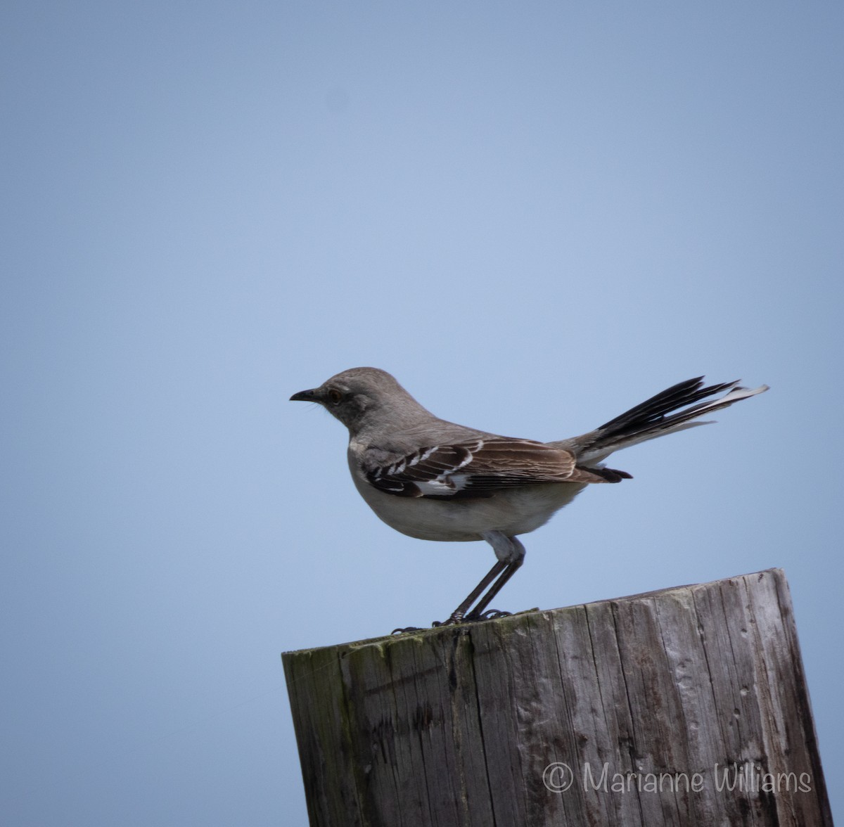 Northern Mockingbird - ML616301606