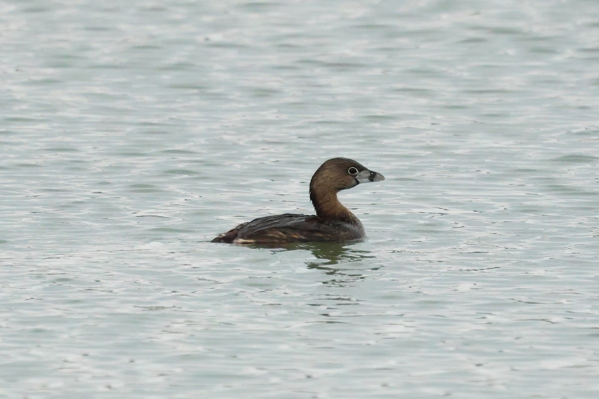 Pied-billed Grebe - Keith Pflieger