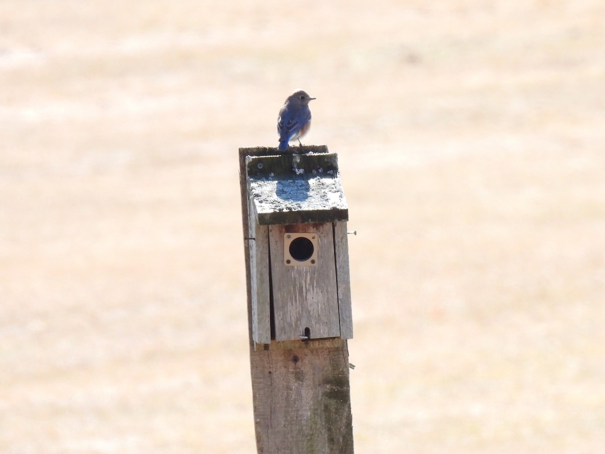 Eastern Bluebird - ML616301653