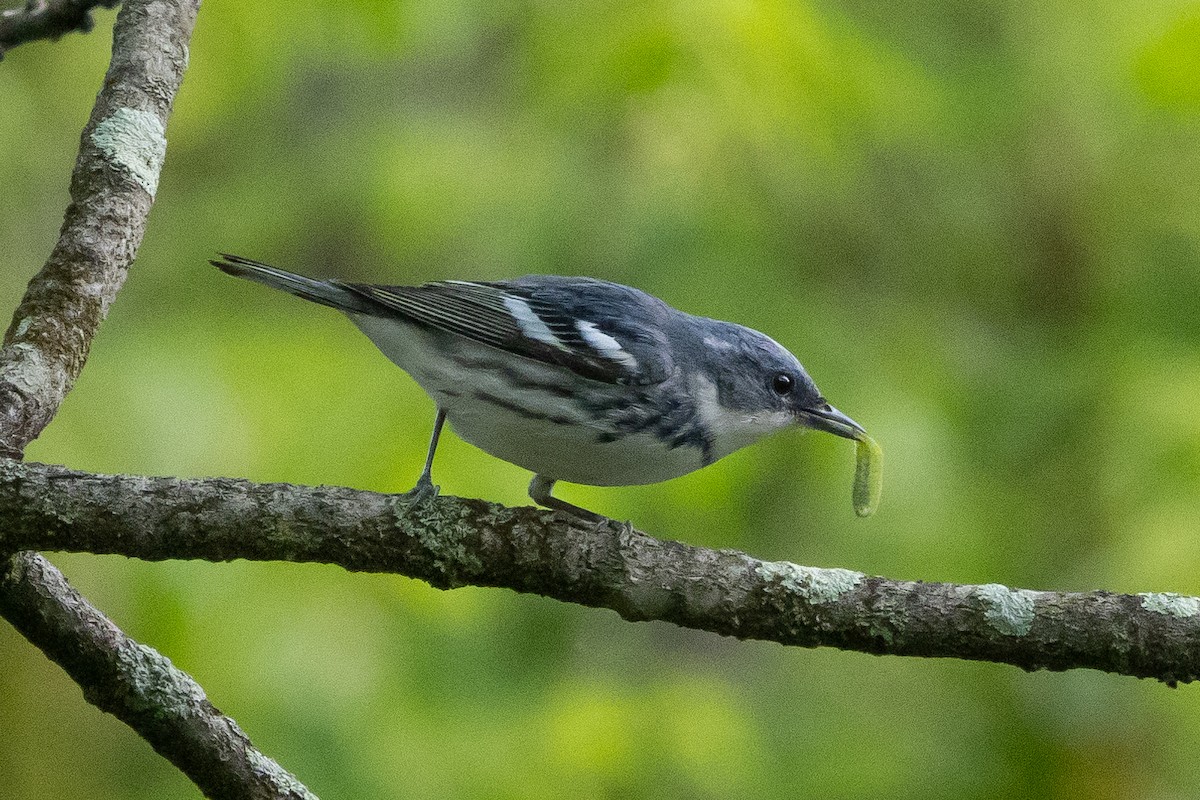 Cerulean Warbler - Robert Raffel