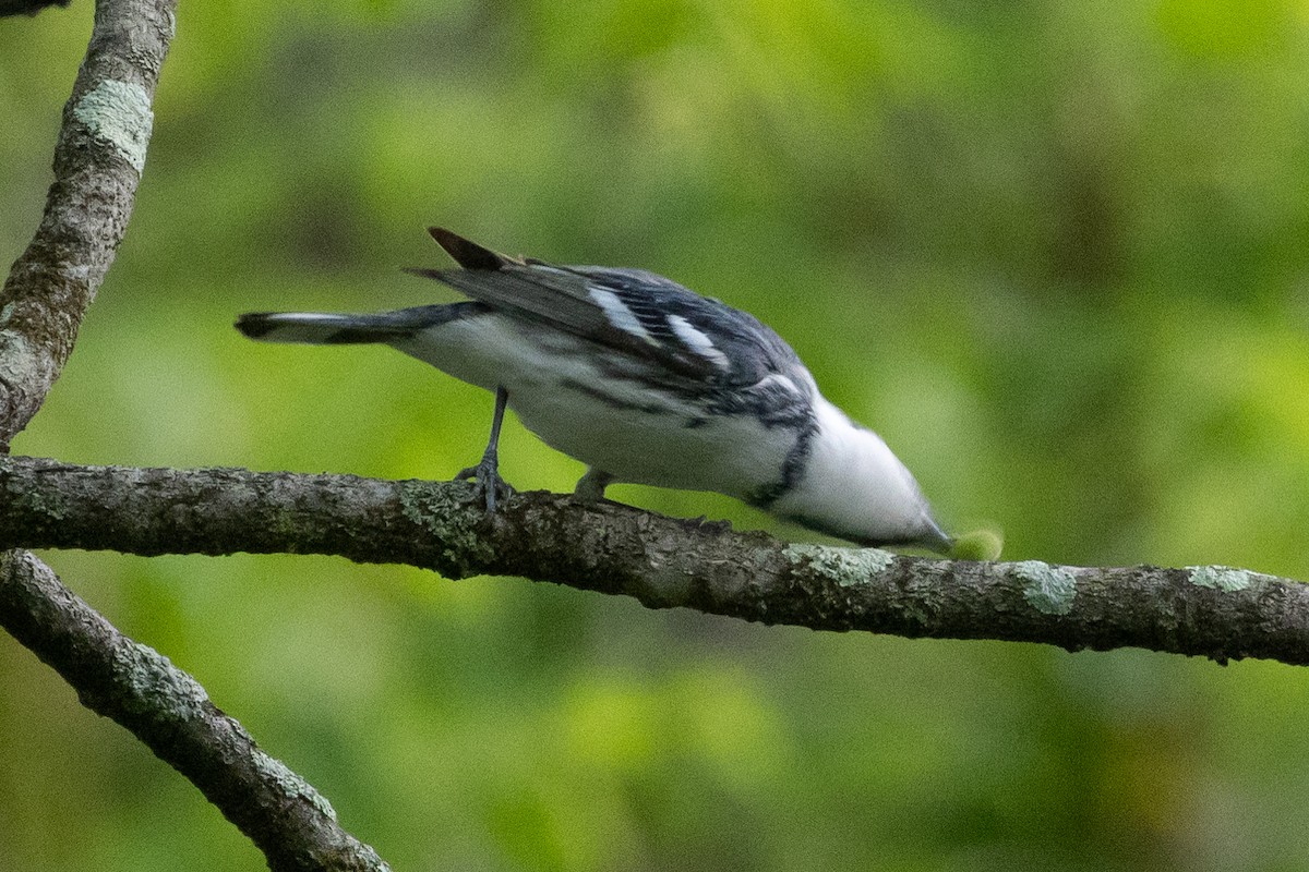 Blauwaldsänger - ML616301658