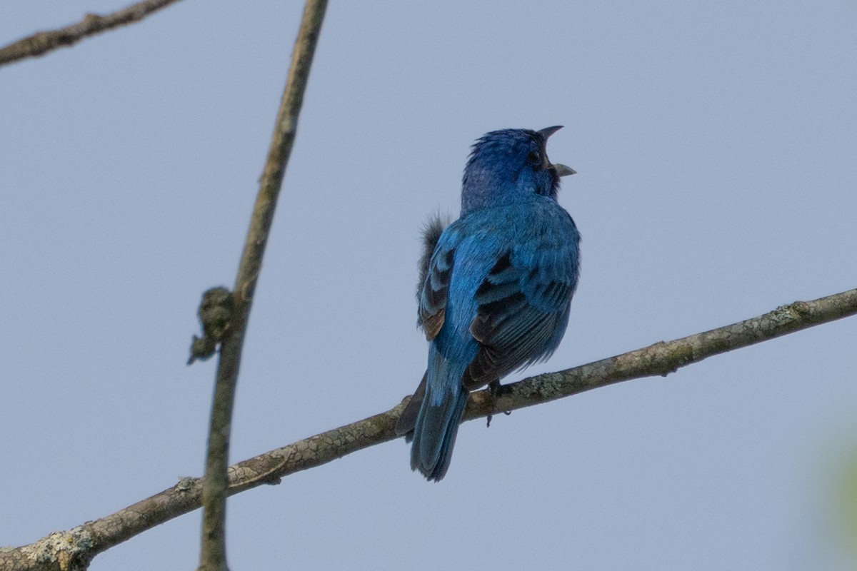 Indigo Bunting - ML616301664