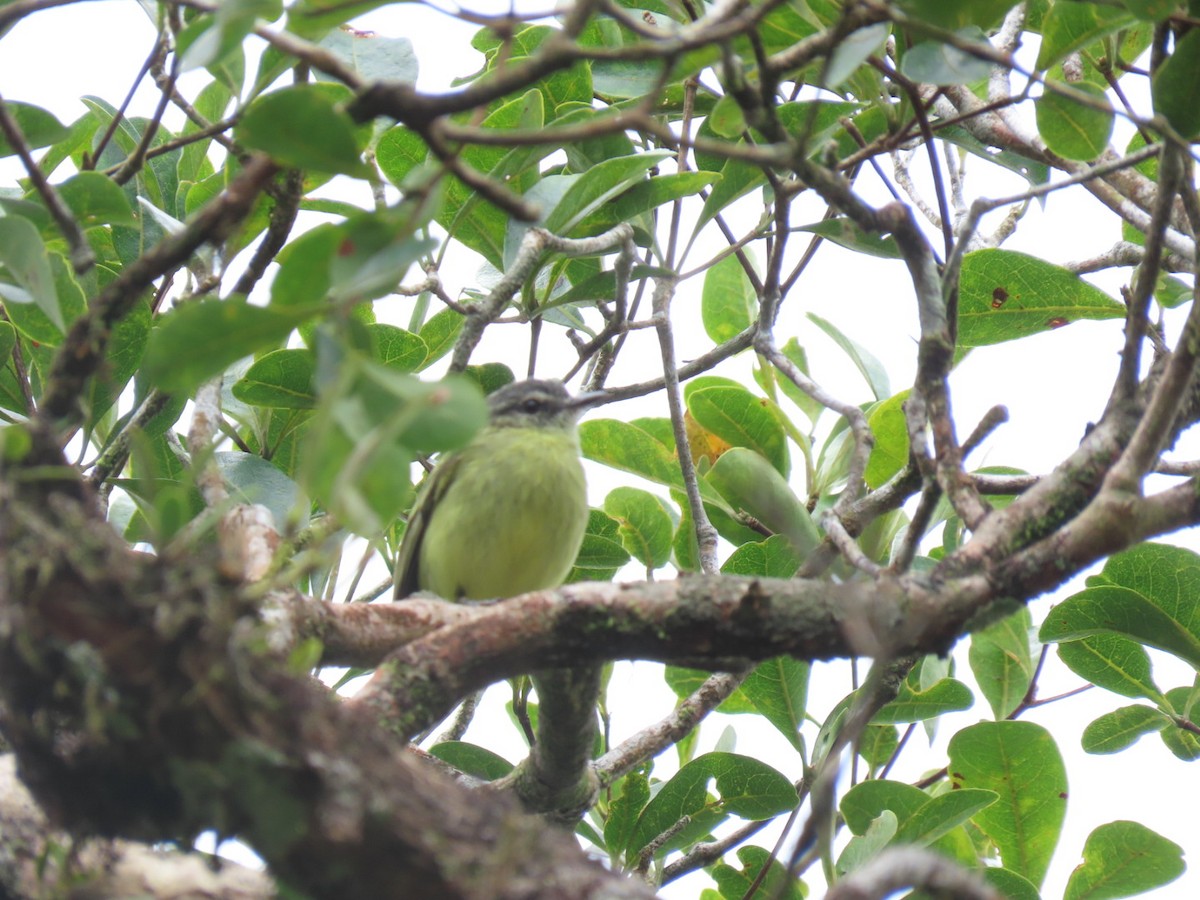 Ecuadorian Tyrannulet - ML616301666