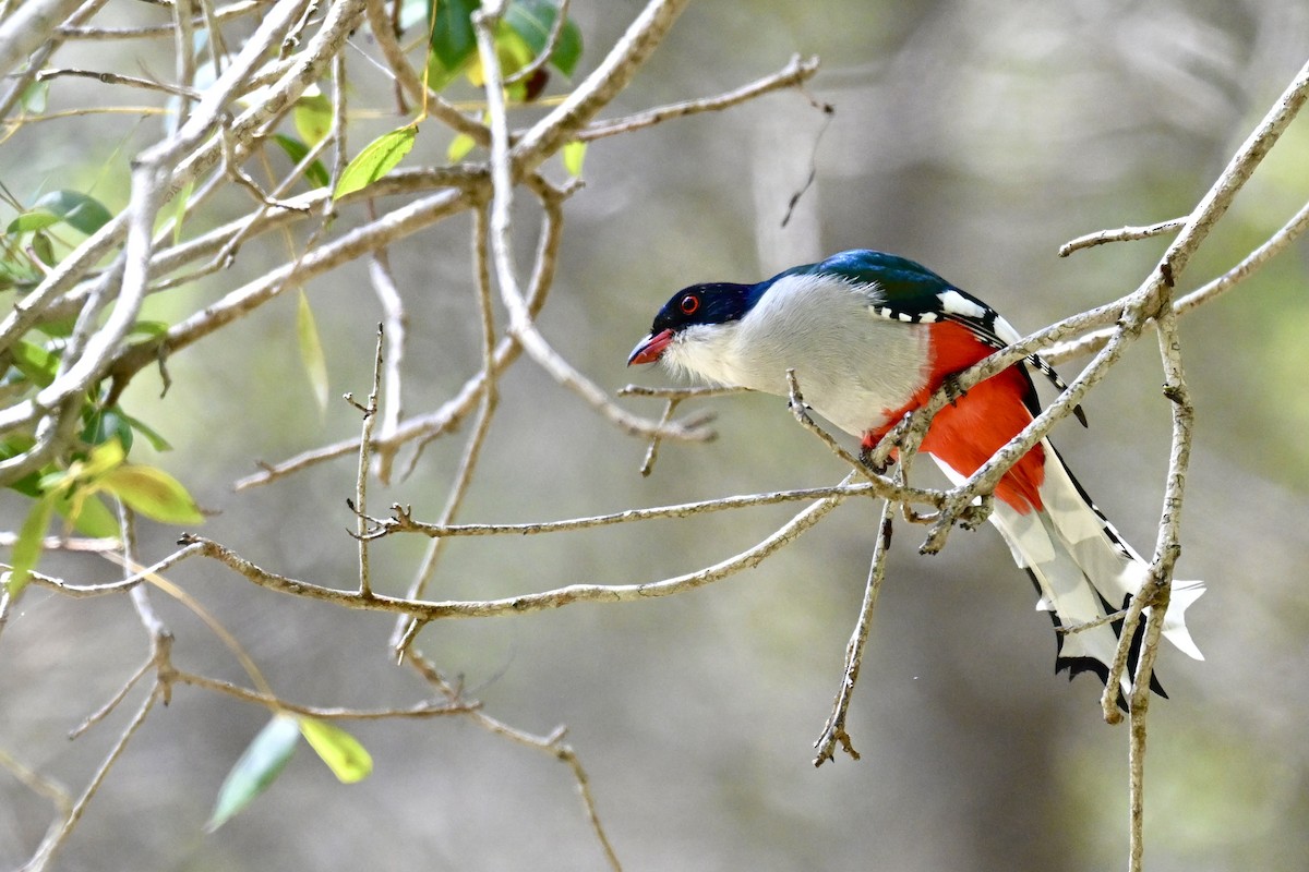 trogon kubánský - ML616301670