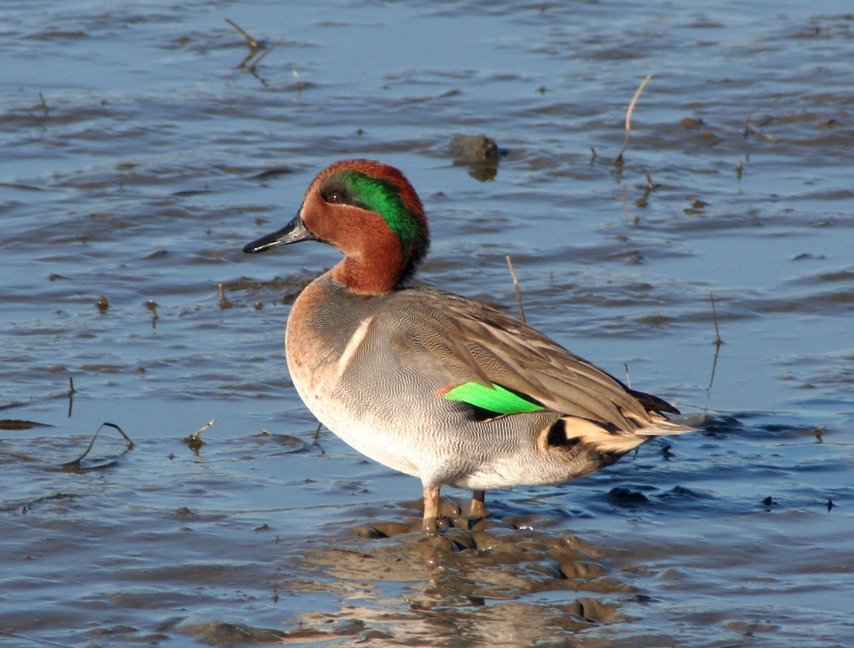 Green-winged Teal - ML616301671