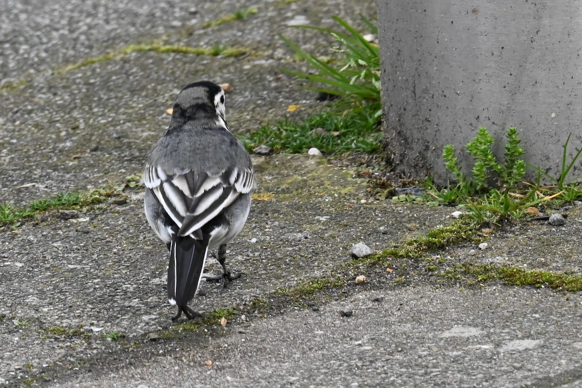 White Wagtail - Gillian  Richards