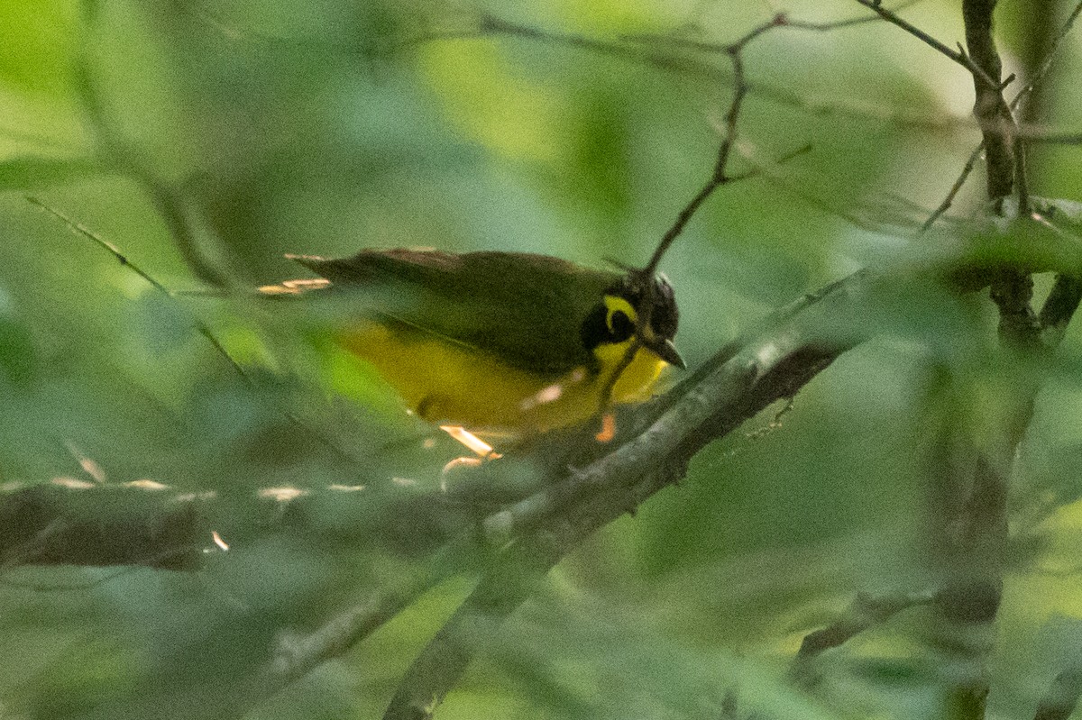 Kentucky Warbler - ML616301702