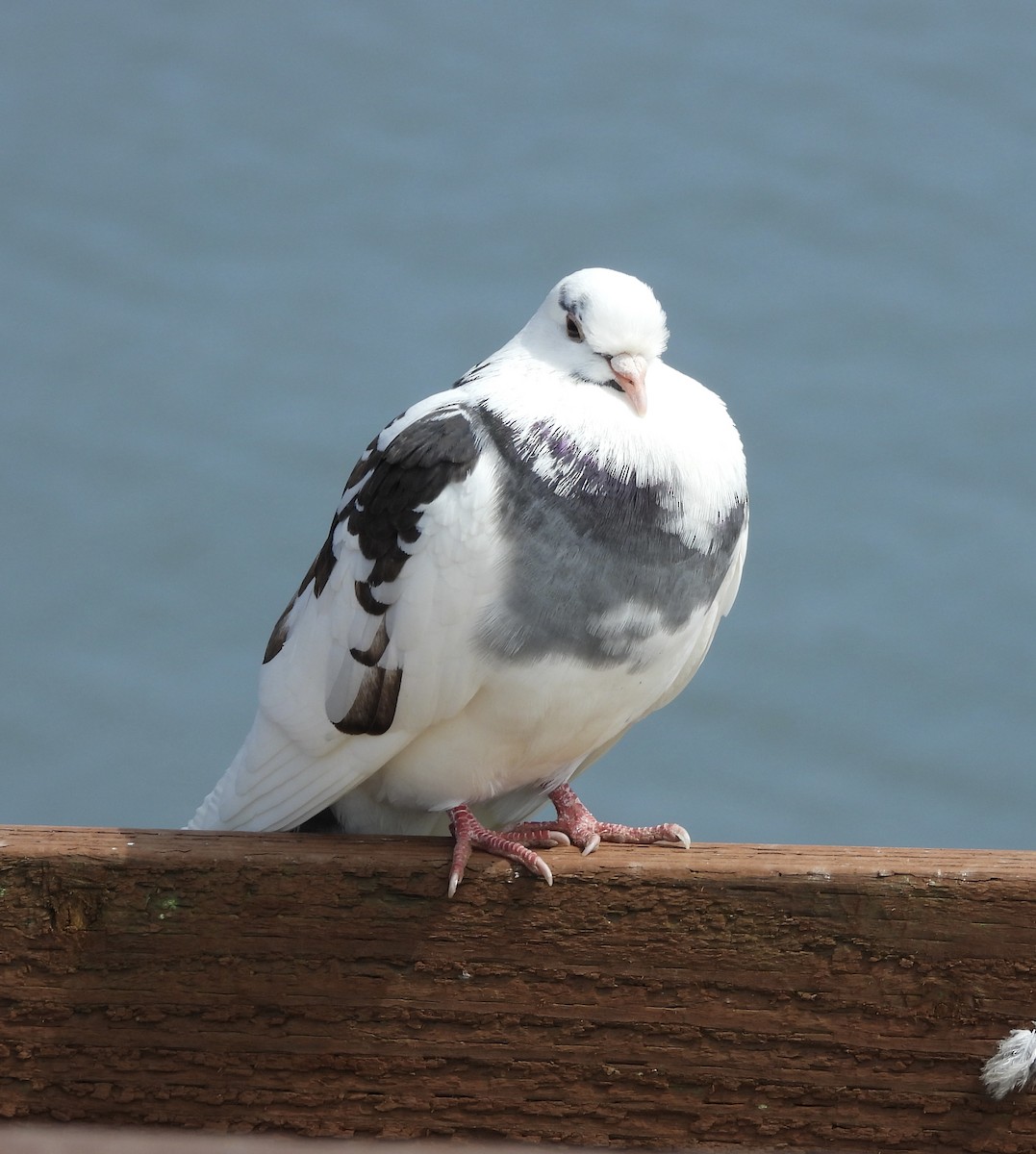 Rock Pigeon (Feral Pigeon) - ML616301731