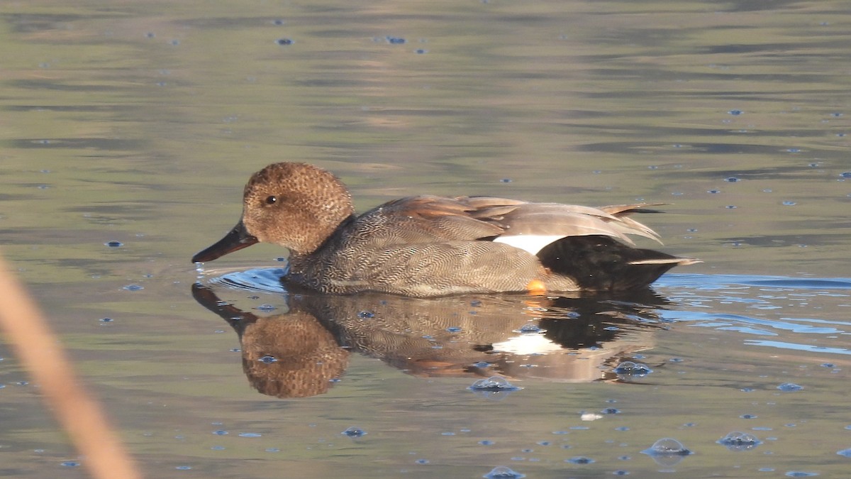 Gadwall - Karen Evans