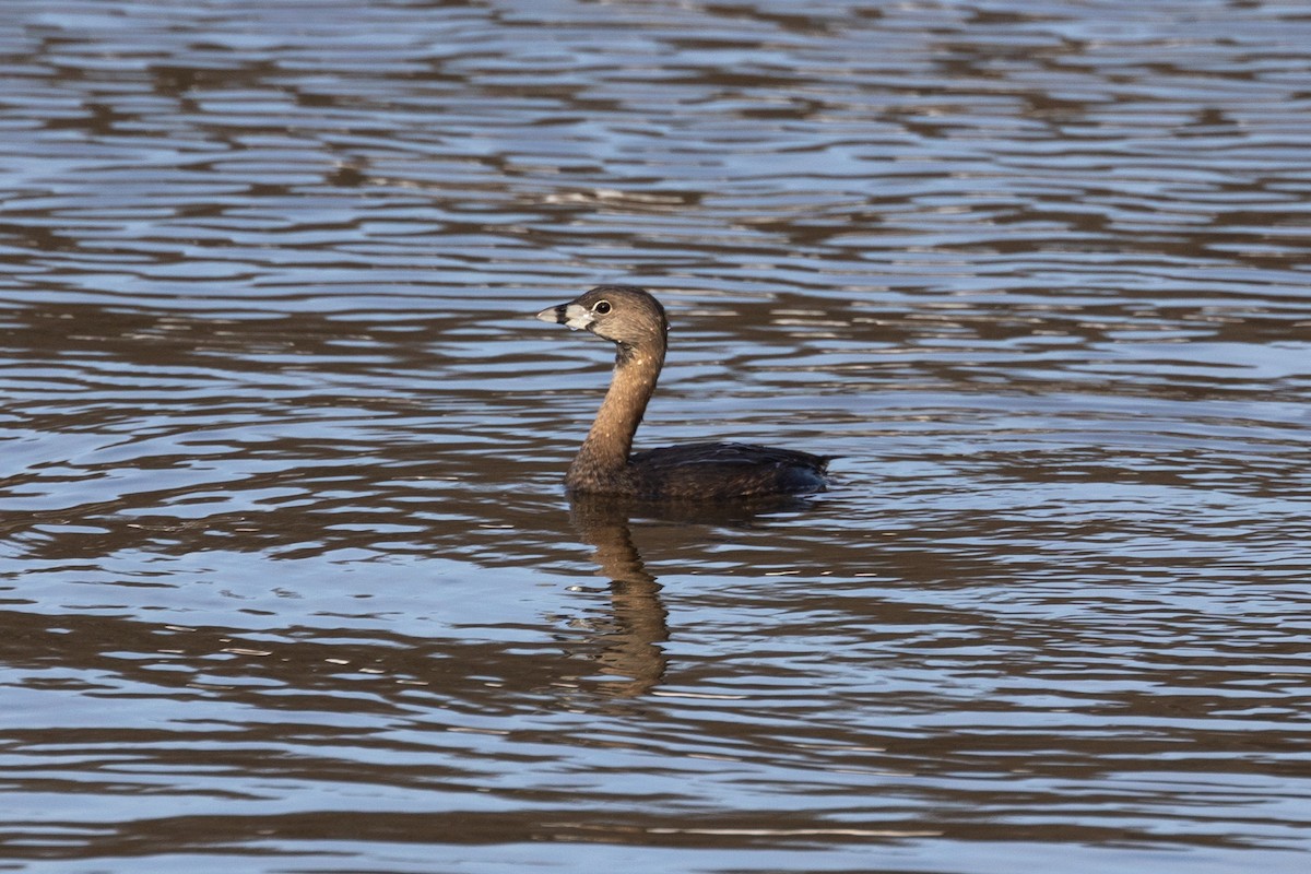 Pied-billed Grebe - ML616301831