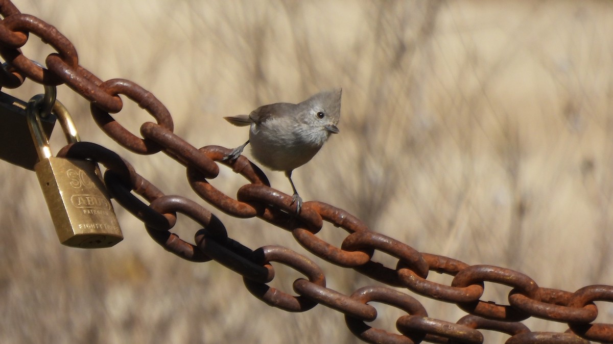 Oak Titmouse - ML616301836