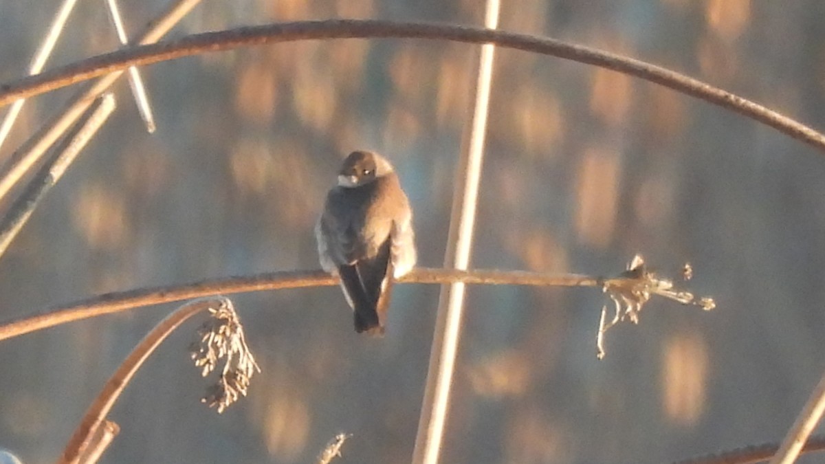 Northern Rough-winged Swallow - Karen Evans