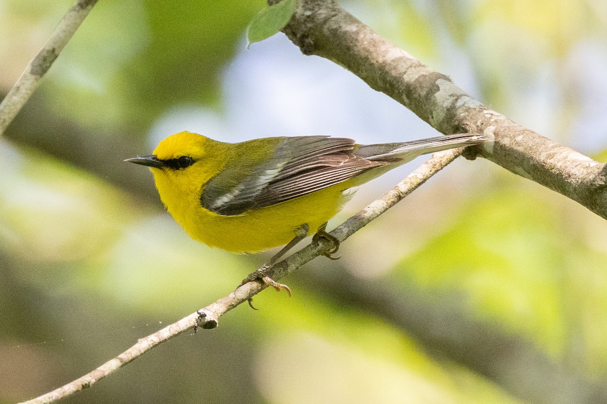 Blue-winged Warbler - ML616301868