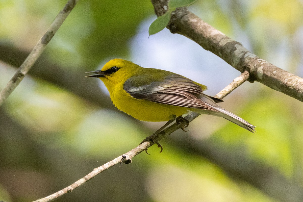 Blue-winged Warbler - ML616301869