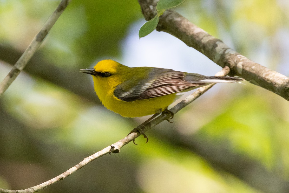 Blue-winged Warbler - ML616301870