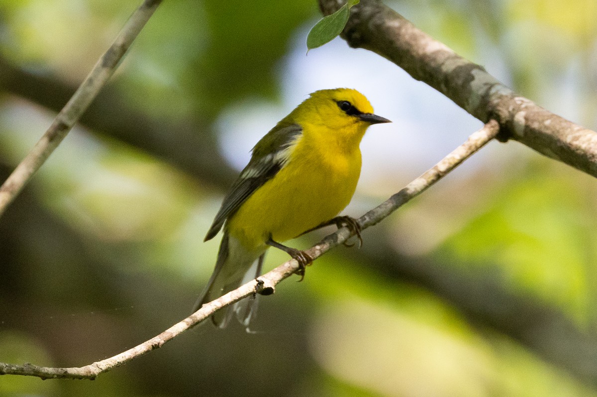 Blauflügel-Waldsänger - ML616301871