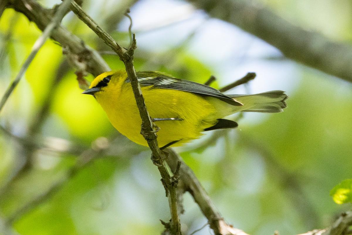 Blue-winged Warbler - Robert Raffel