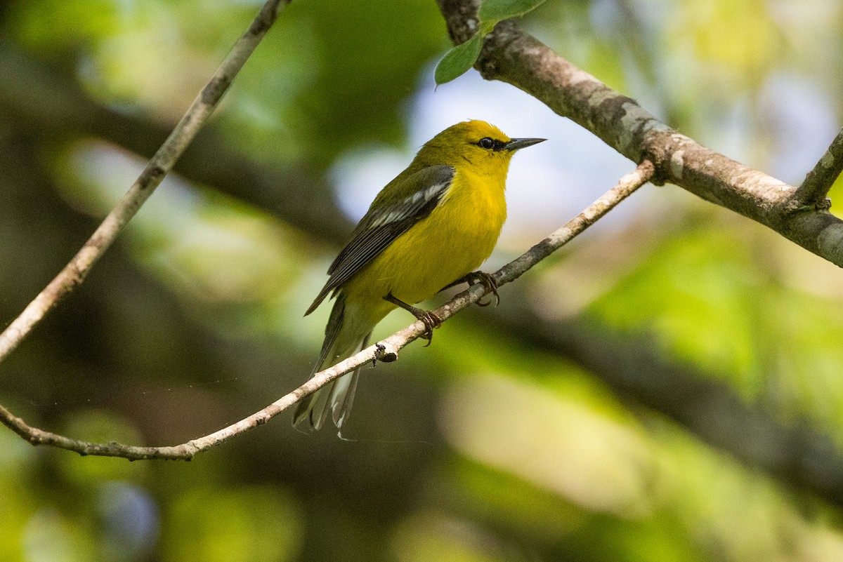 Blauflügel-Waldsänger - ML616301874