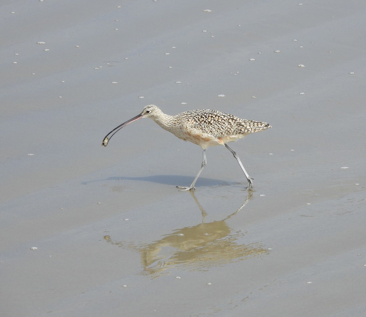 Long-billed Curlew - ML616301875