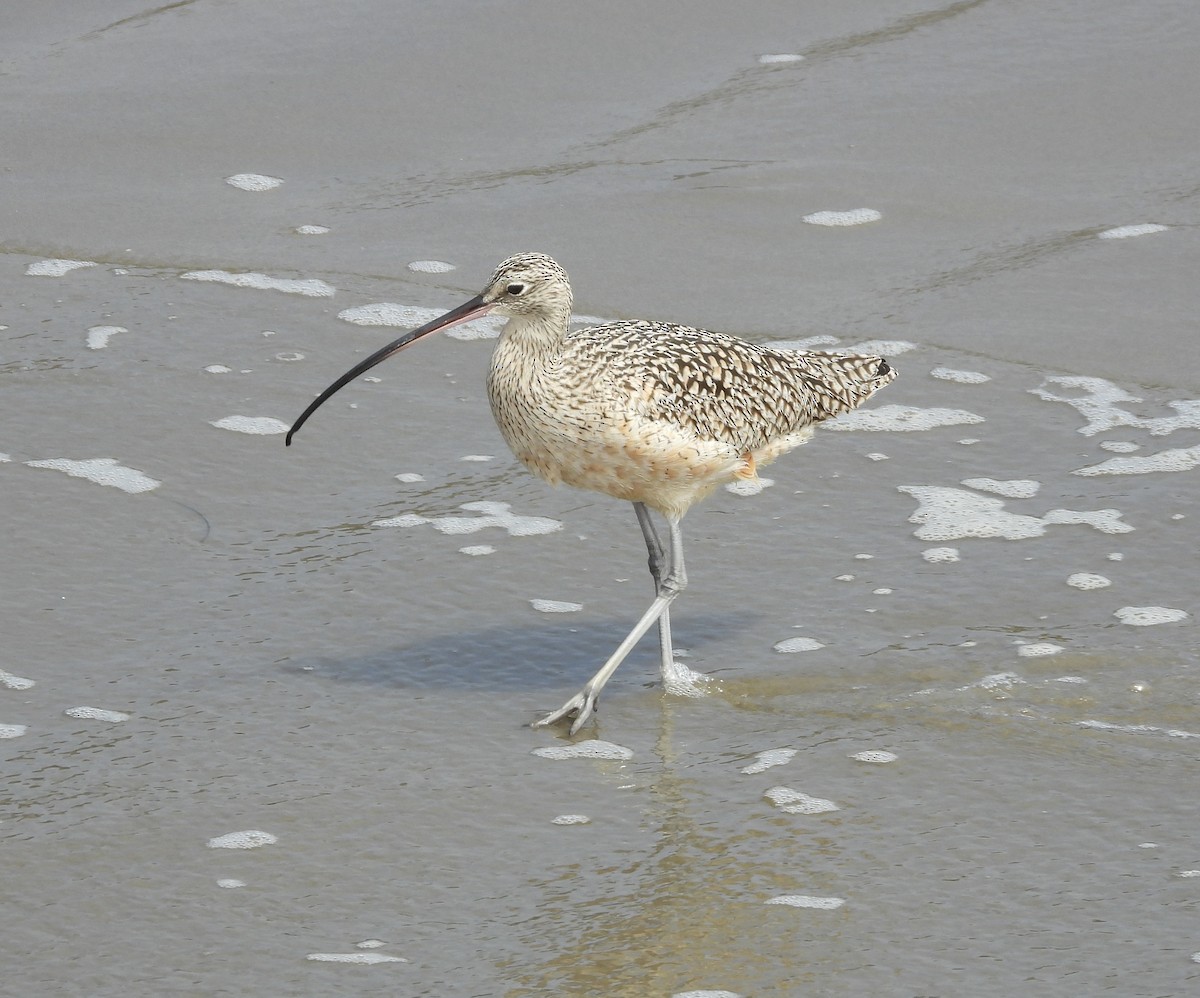 Long-billed Curlew - ML616301876