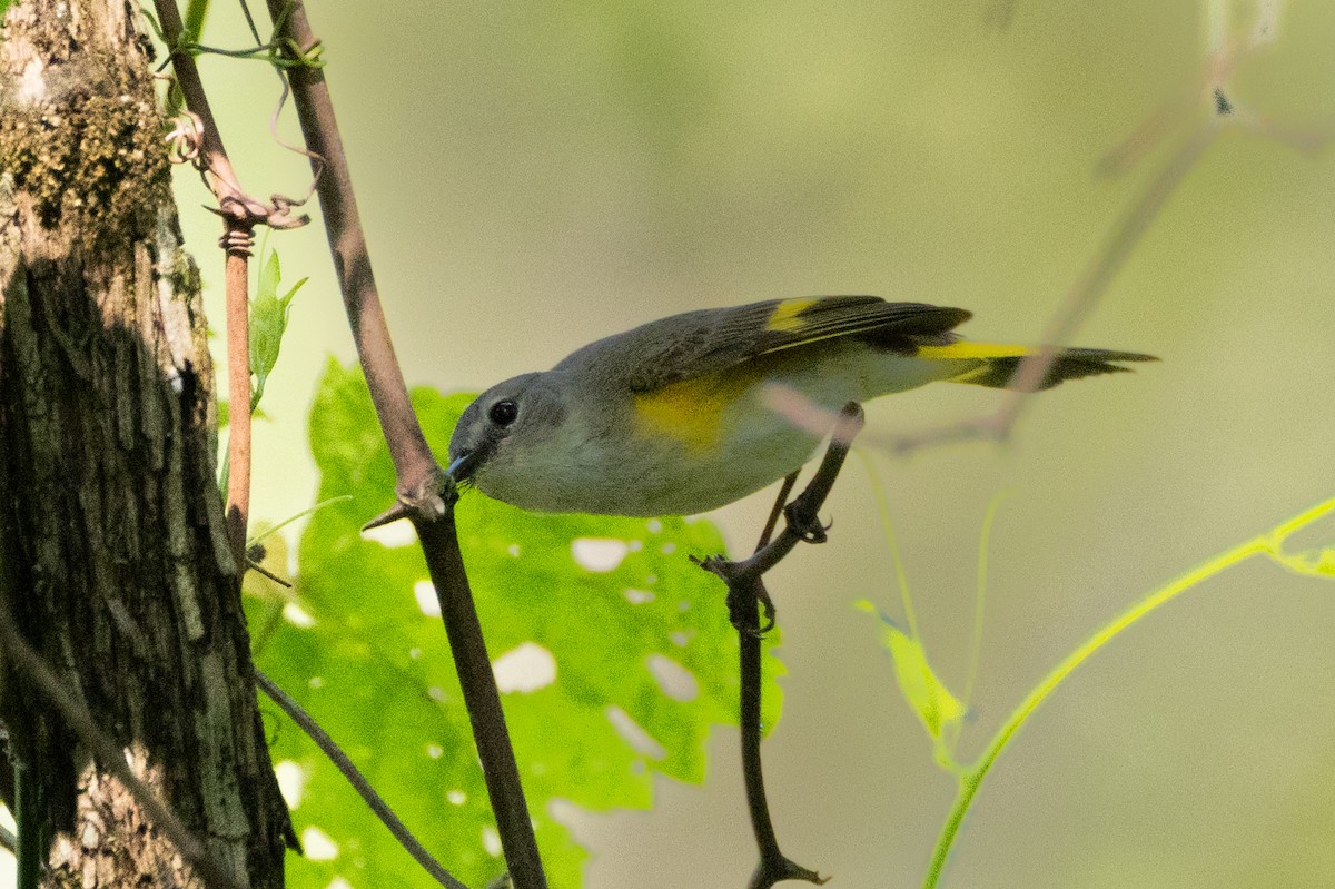 American Redstart - ML616301892