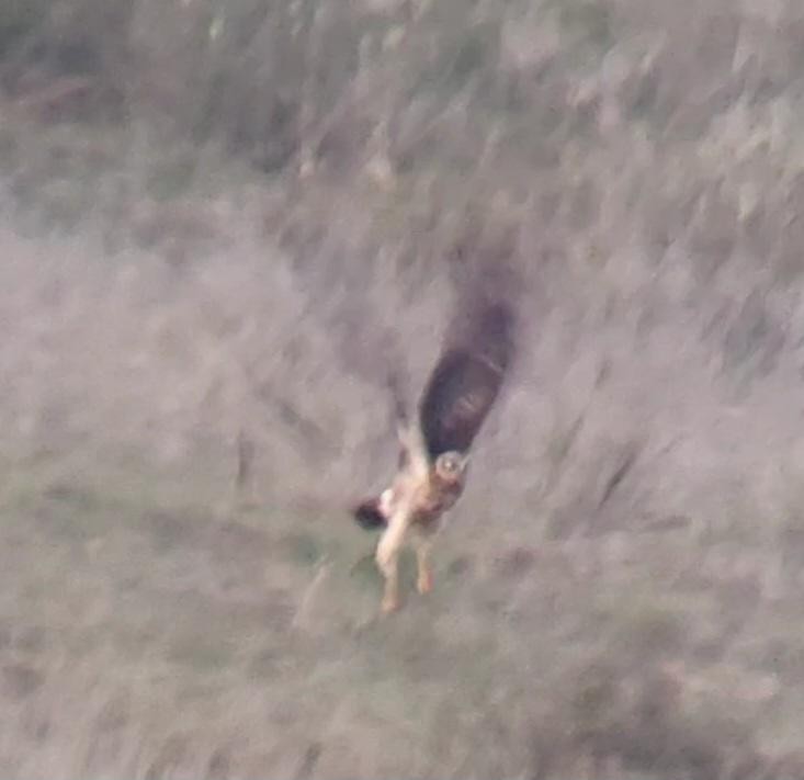 Pallid Harrier - ML616301900