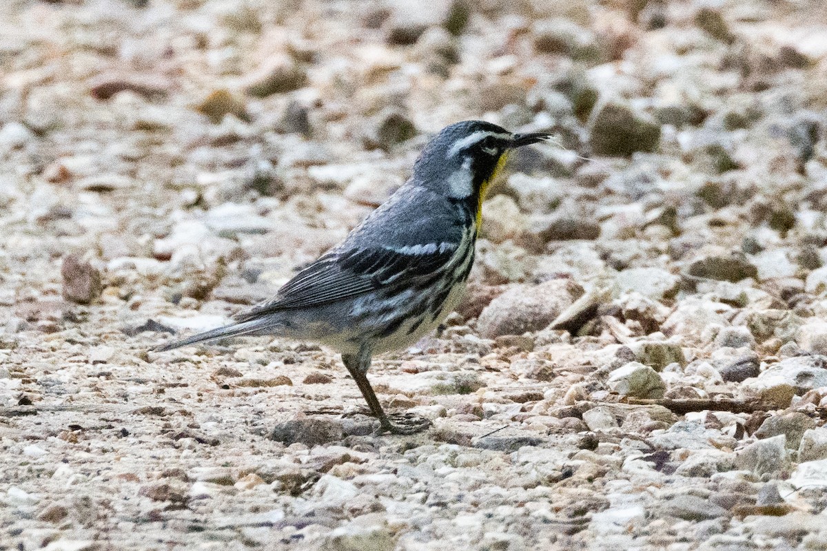 Yellow-throated Warbler - ML616301903