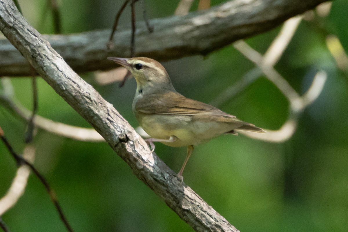 Swainson's Warbler - ML616301926