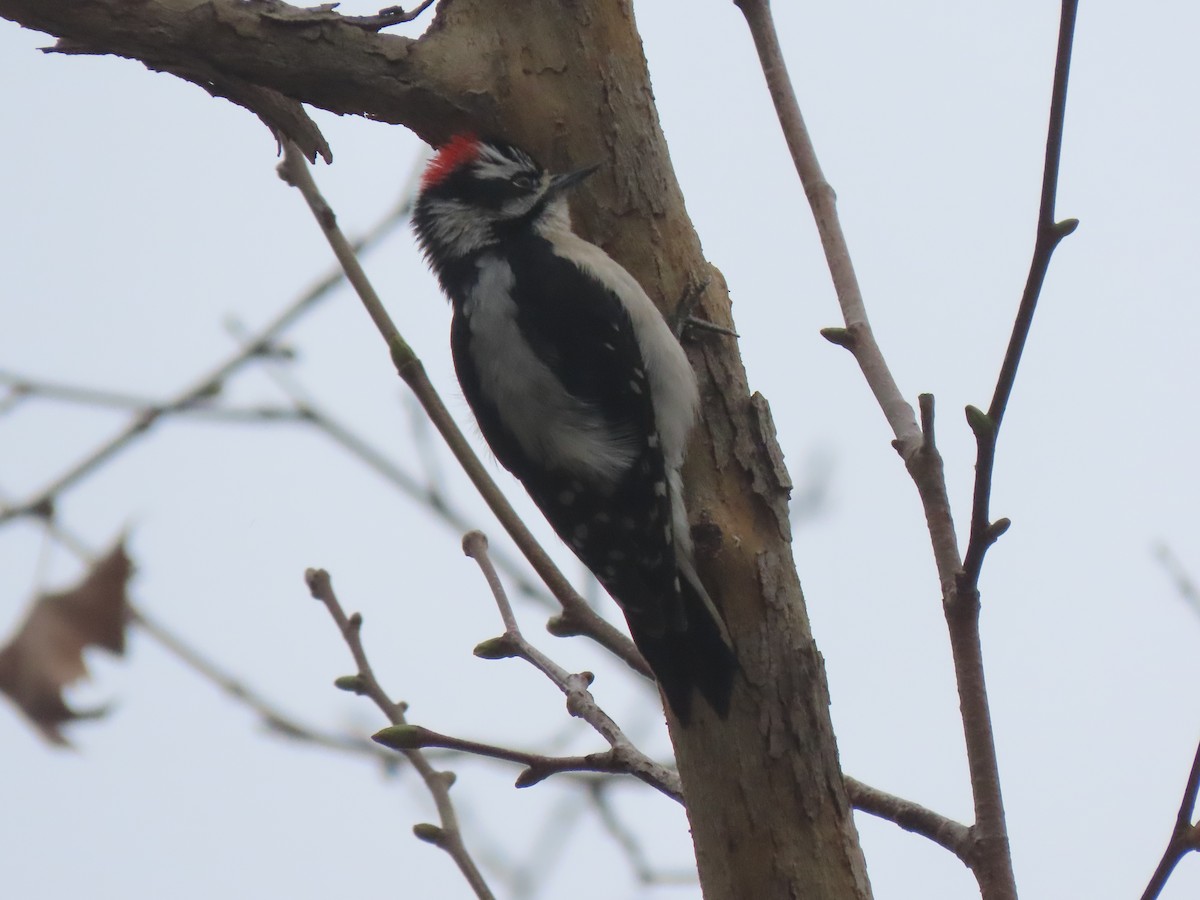 Downy Woodpecker - ML616301945