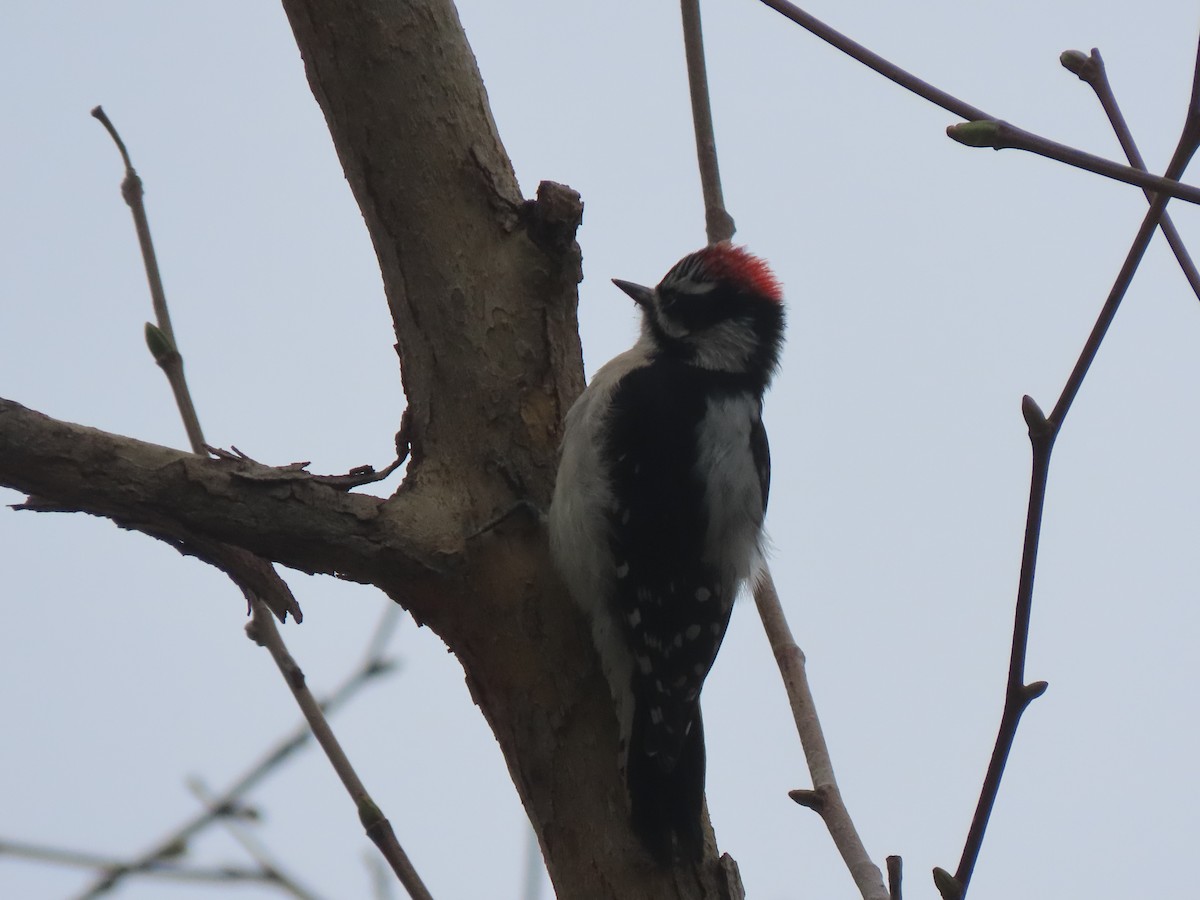 Downy Woodpecker - ML616301954