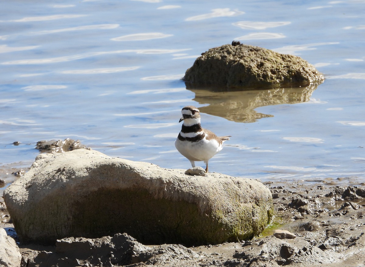 Killdeer - ML616301955