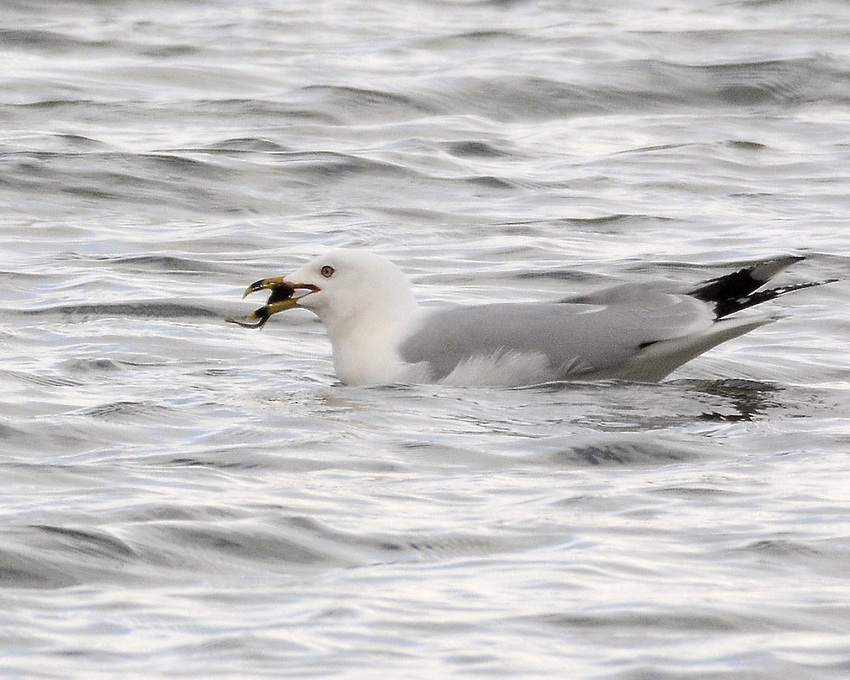 Ring-billed Gull - ML616301985