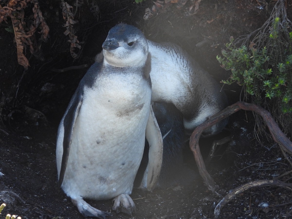 Magellanic Penguin - ML616302036