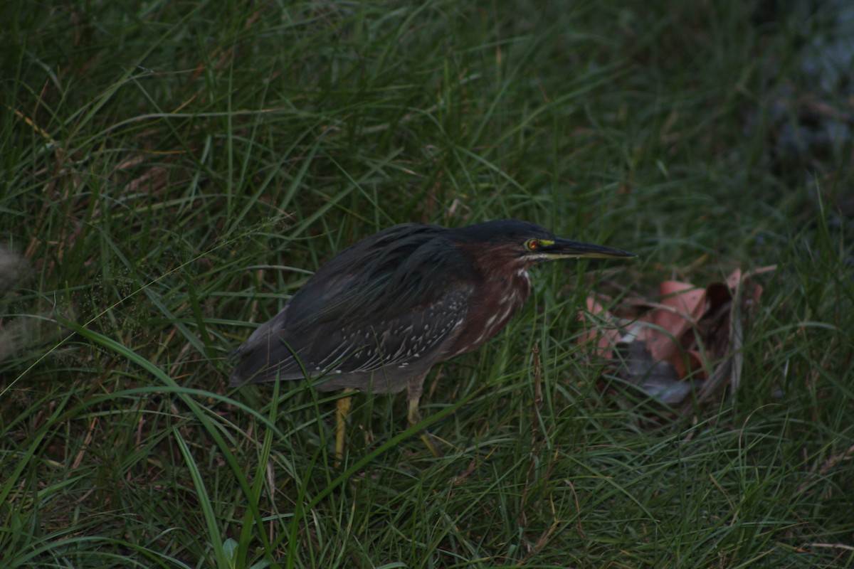 Green Heron - ML616302088