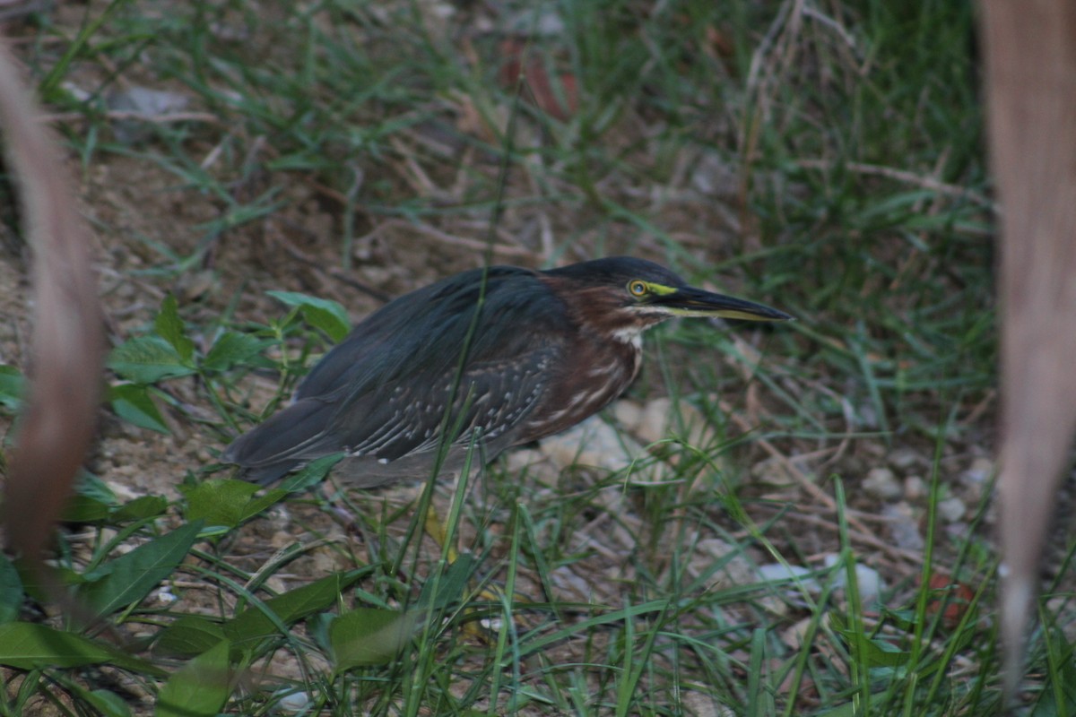 Green Heron - ML616302089