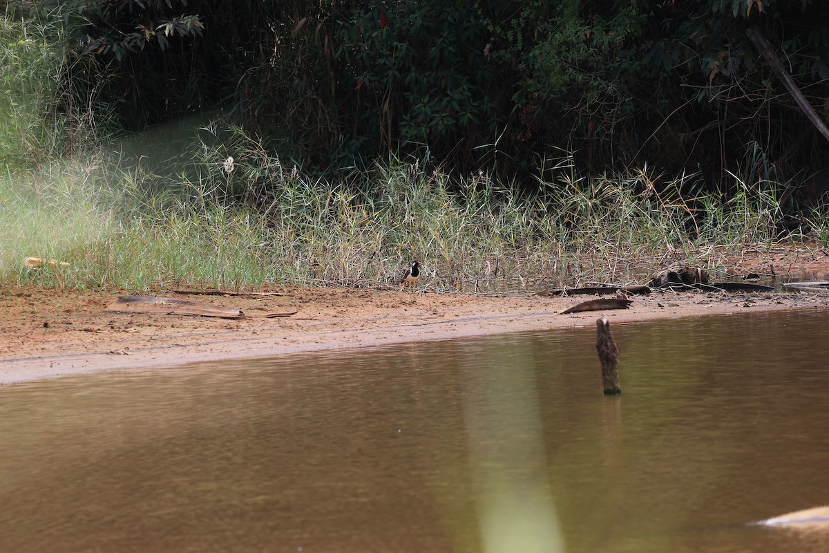 Red-wattled Lapwing - ML616302105