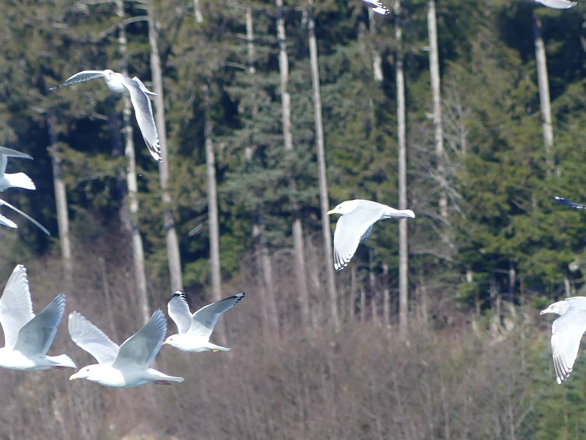 gull sp. - ML616302138