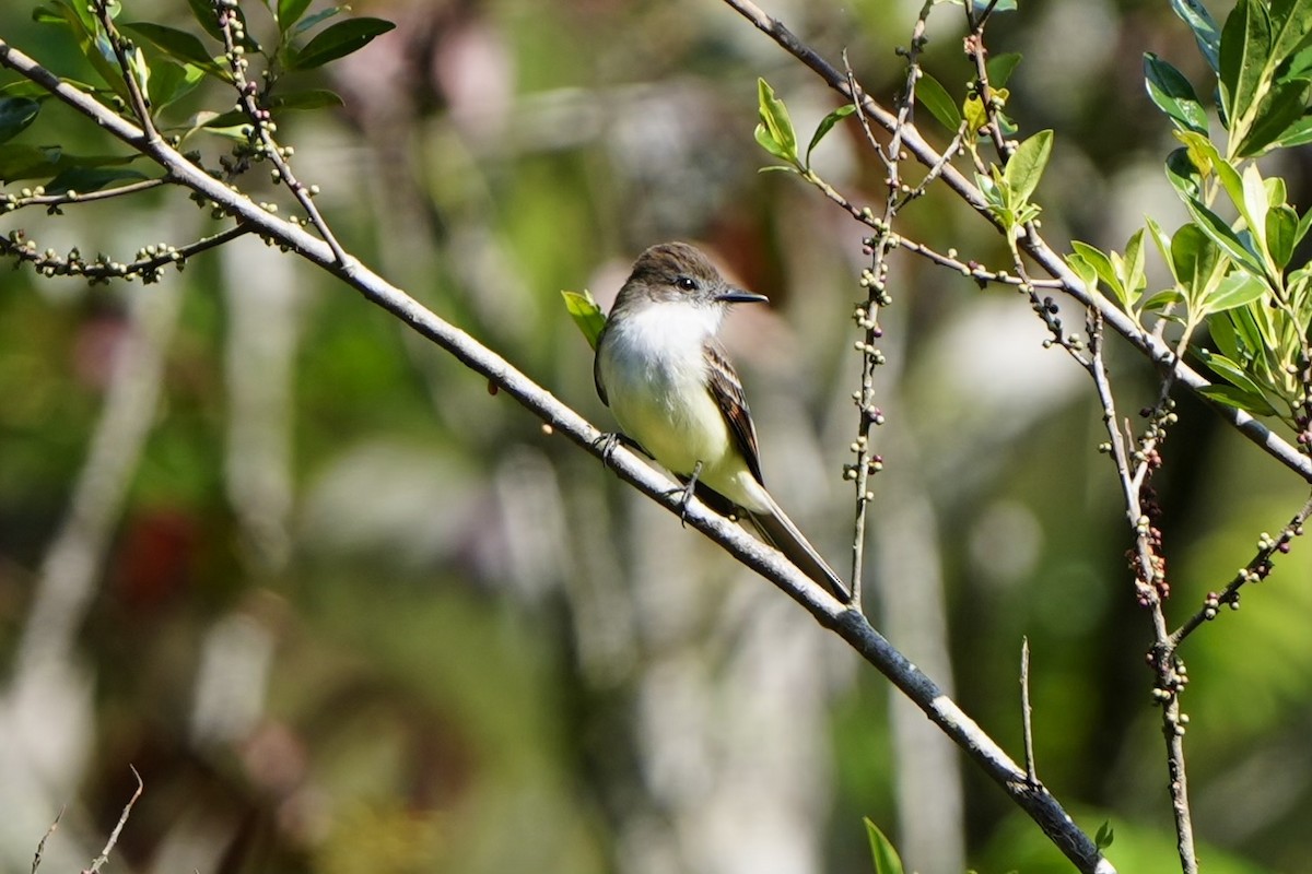 Stolid Flycatcher - Willem Van Bergen