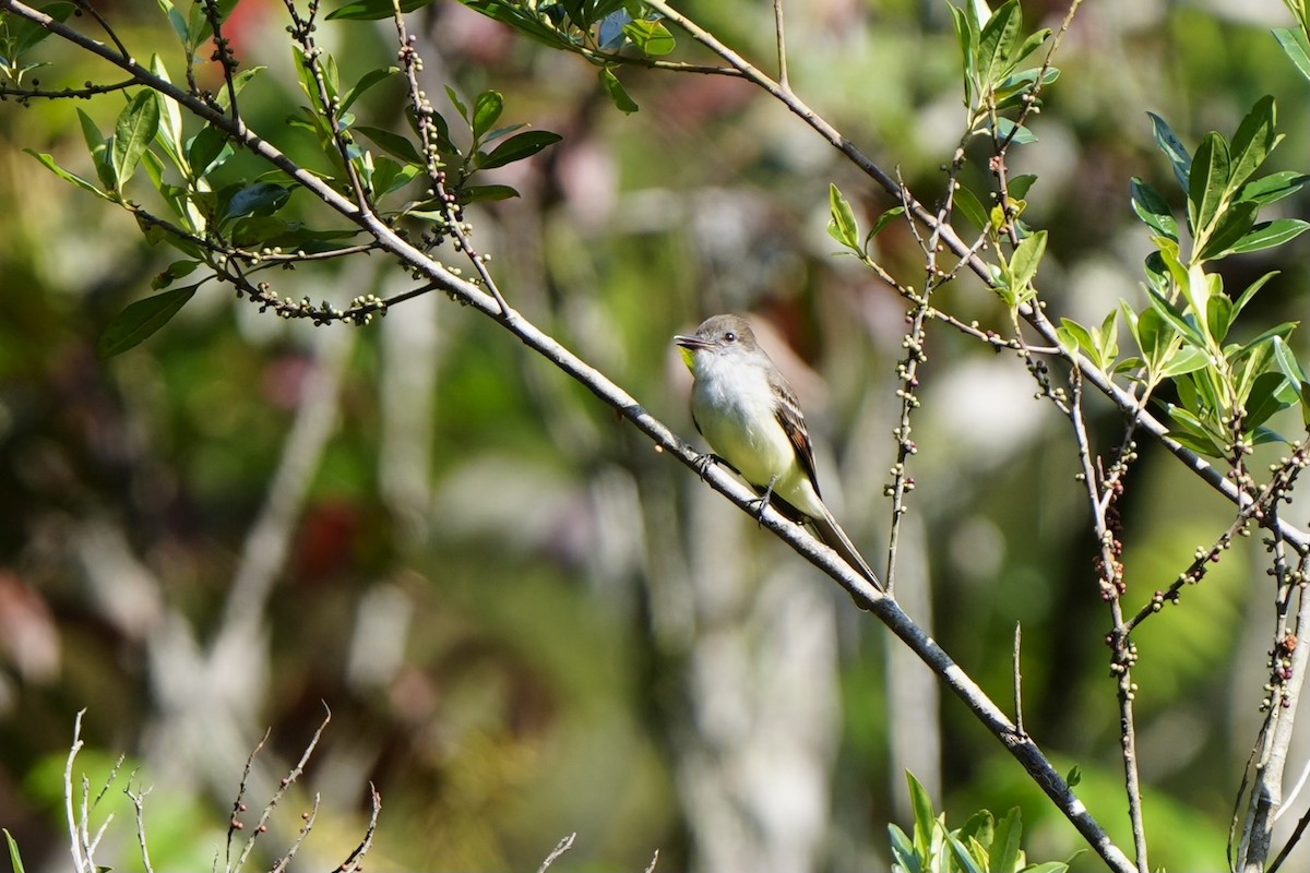 Stolid Flycatcher - ML616302171