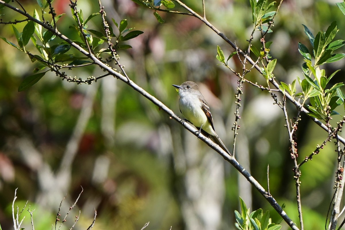 Stolid Flycatcher - ML616302172