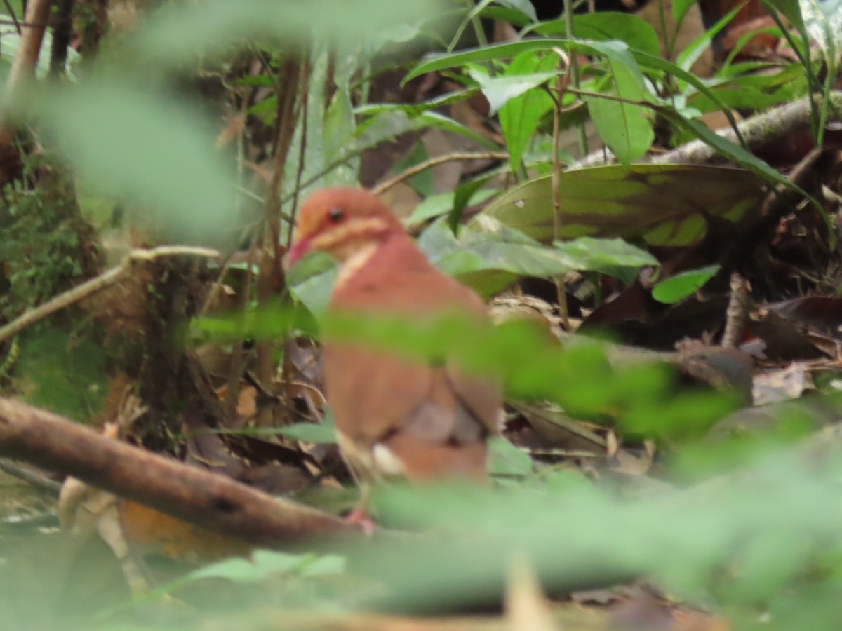 holub hnědočervený - ML616302182