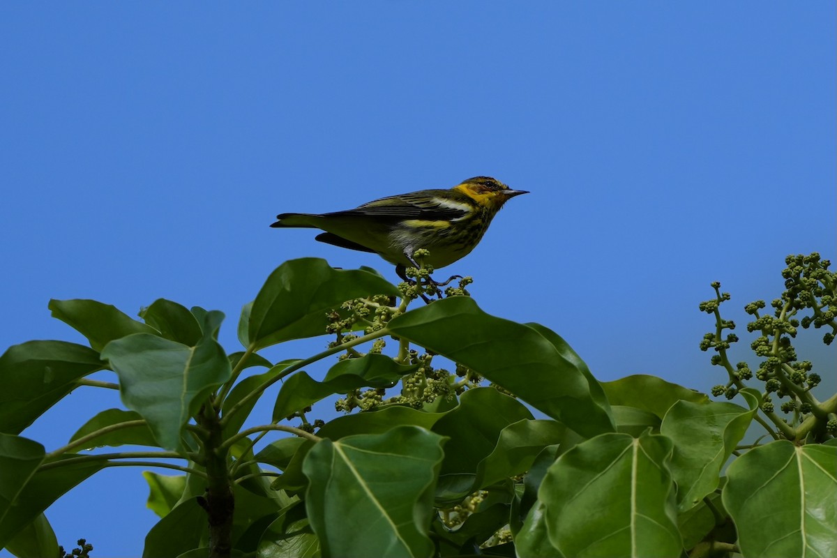 Cape May Warbler - ML616302201