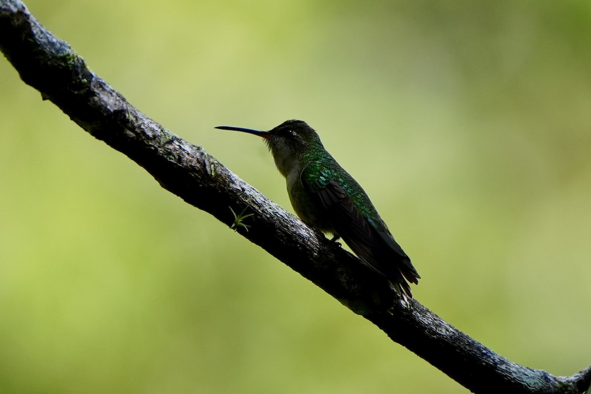 kolibřík haitský - ML616302211