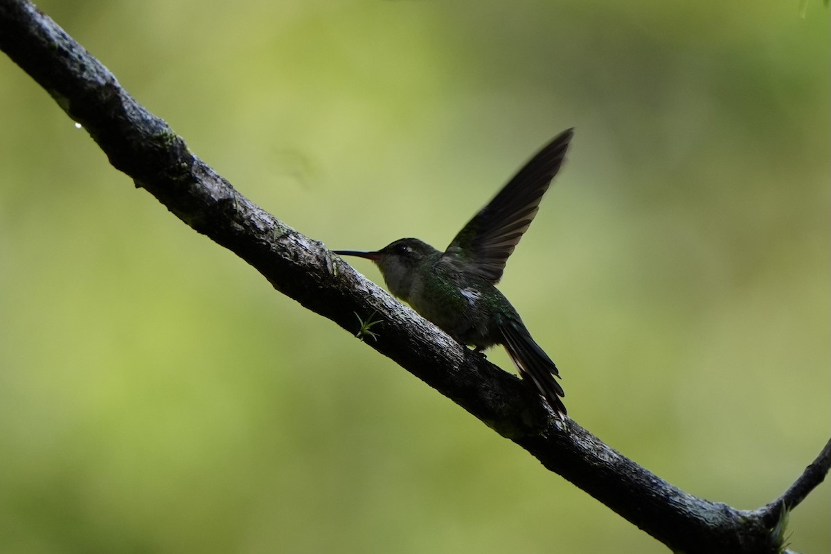 kolibřík haitský - ML616302212